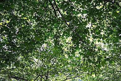 《原始袭变》将推出最终任务选择功能 自由选择PvP或PvE